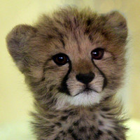 Ayanna the Cheetah Cub