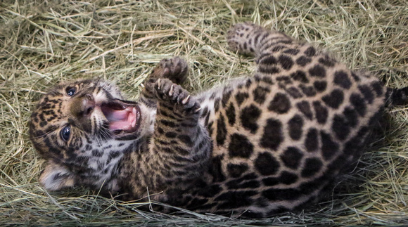 Baby Jag Giggles