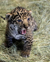 Jaguar Baby Boy