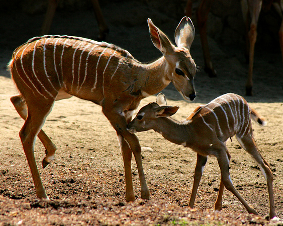 Kudu games