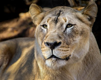 Lovely Lioness