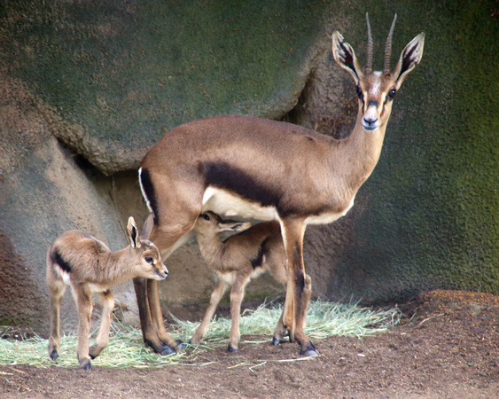 Gazelle mom & babies