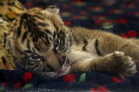 Tiger Baby!