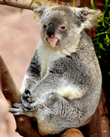 Koala Kasual