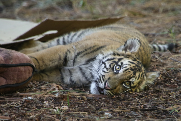 Tuckered Out Tiger