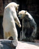 Polar Bear Play