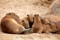 Five Little Capybaras