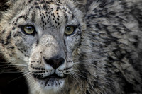 Face of a Snow Leopard