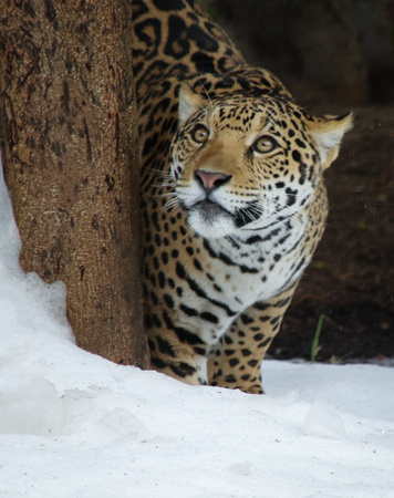 The Wonder of a Jaguar's First Snow