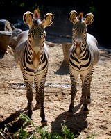Two Friendly Zebras