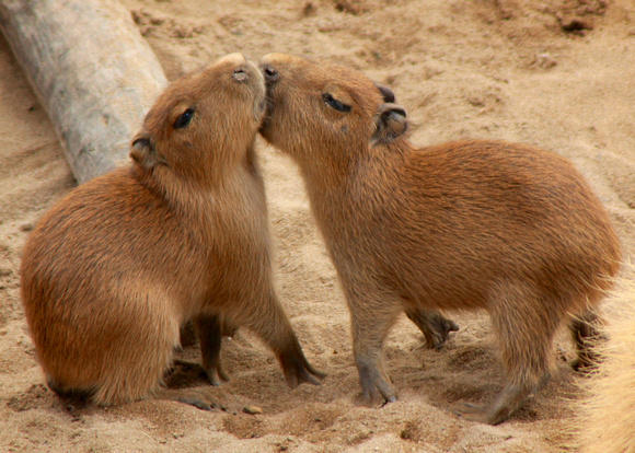 Kissing Capybara Kids