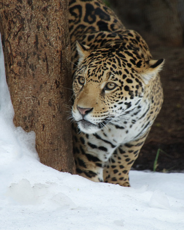 The Gorgeous Snow Jag