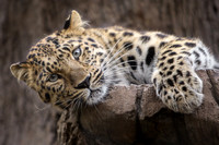 Amur Leopard Sisters