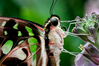 Tailed Jay - Emerald Jewel of Butterflies