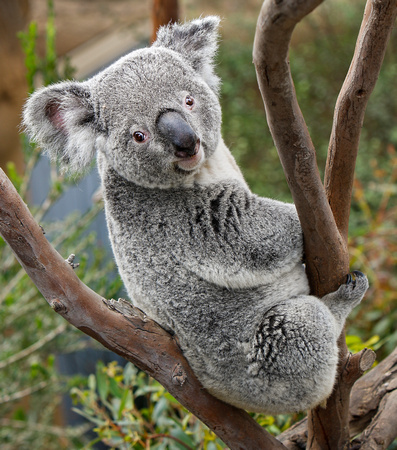 Kasual Koala