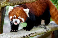 A Cheerful Red Panda Hello