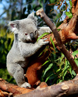 Kute Koala