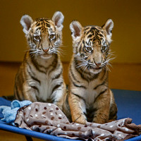 Two Little Tiger Boys