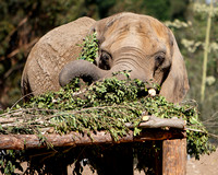 Tembo Savors Every Morsel of Browse