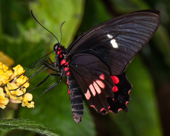 Cattleheart (Swallowtail) Butterfly