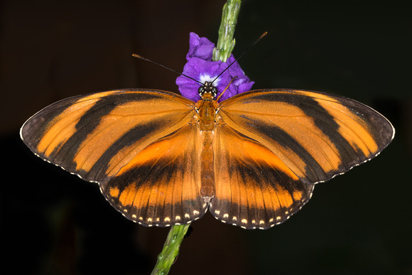 Orange Barred Tiger Butterfly