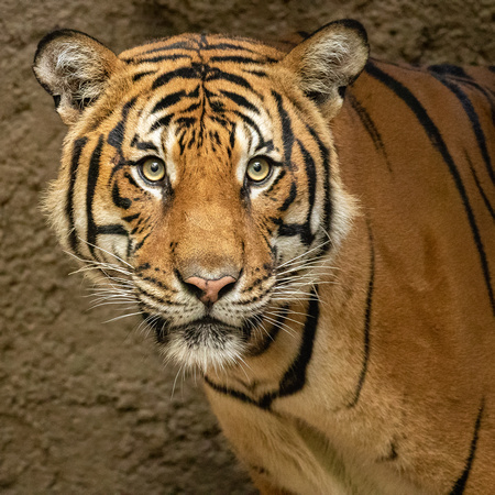 Oh, Beautiful Tiger!