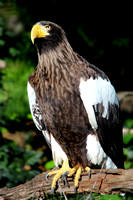 Regal Eagle