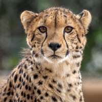 Jabula - The Cheetah Kid