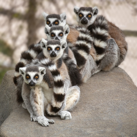 Lemur Line-up