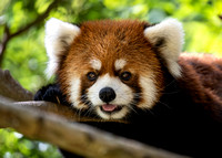 Red Panda Preciousness