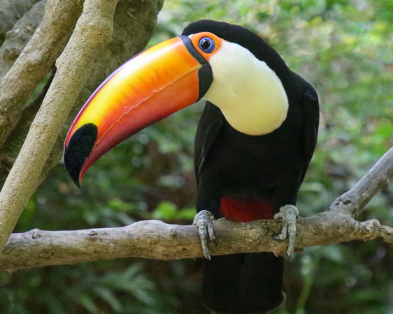 The Bright and Beautiful Toucan