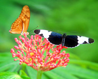 Orange Julia and Cydno Longwing Butterflies