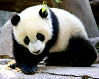 The Panda Cub Shuffle