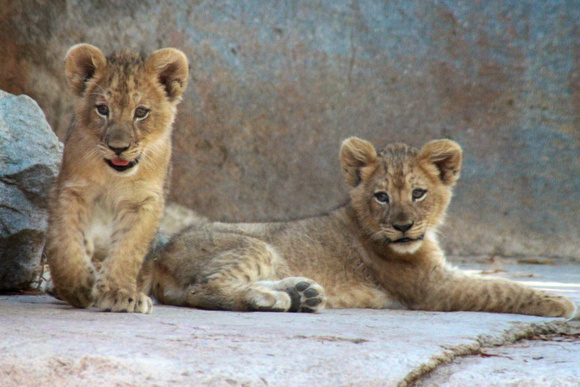 A Pair of Cubs