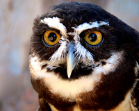 Nakali the Spectacled Owl