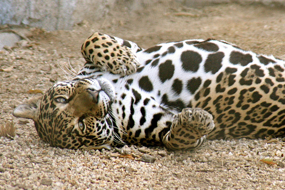 Jaguar Belly
