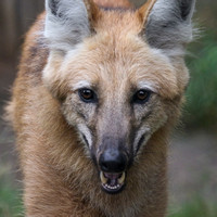 The Face of a Maned Wolf