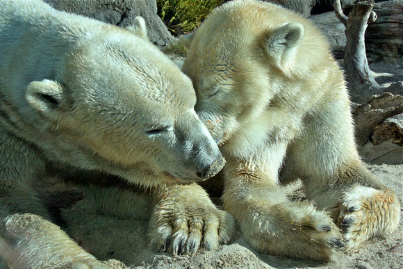 Cuddly Bears