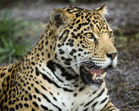 Joyful Jaguar