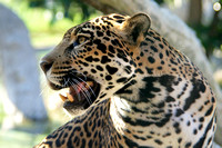 Jaguars Great & Small