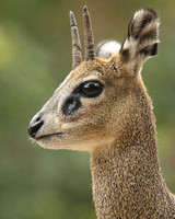 Klipspringer -  LIke Something from a Fairy Tale