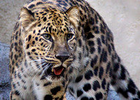 No Changing A Leopard's Spots