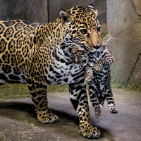 Proud Mama Jaguar and Her New Baby Boy!