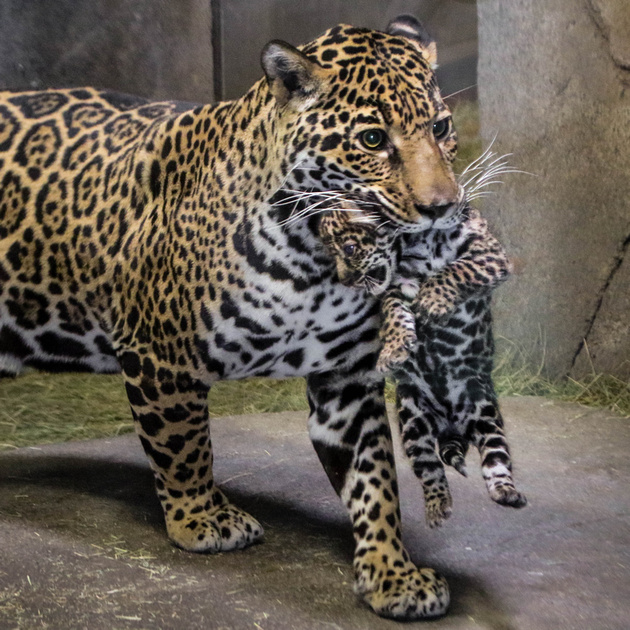 Penny Hyde Photography | Proud Mama Jaguar and Her New Baby Boy!