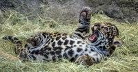 Baby Jaguar Belly Laugh