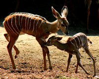 Kudu games