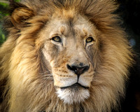 The Lion Wears His Mane Like a Crown...He is King