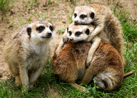 Meerkats are Cute...No Matter How You Stack 'Em!