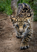 The Continuing Adventures of Valerio the Jaguar Cub