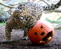 Jaguar Halloween